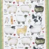 Sheep Breeds Tea Towel